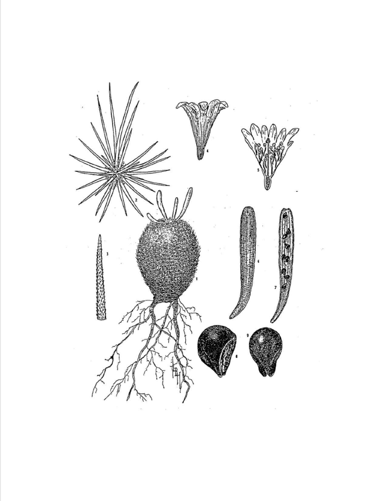 Botanical Illustration by Lucretia B Hamilton 