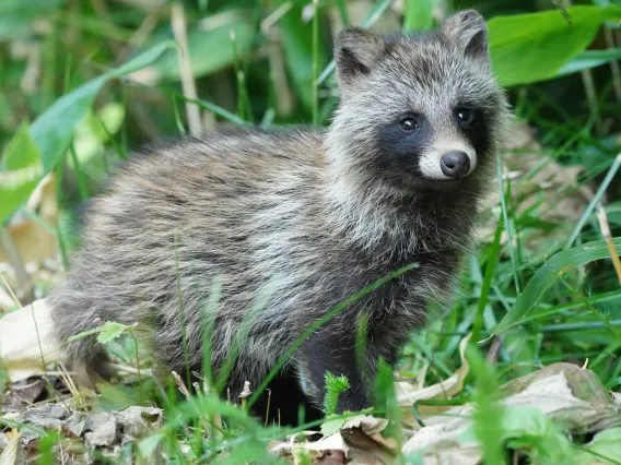 Raccoon dog