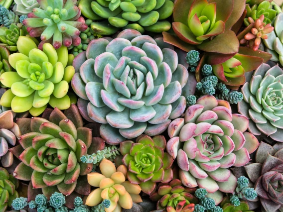 colorful variety of succulents