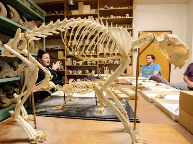 mammal skeleton standing on table