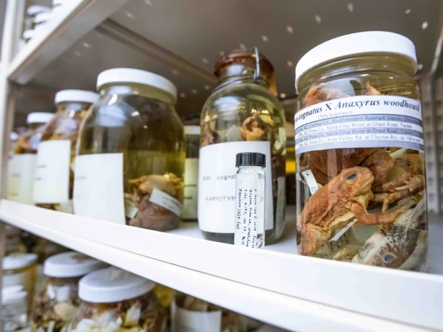 snakes stored in jars of alcohol