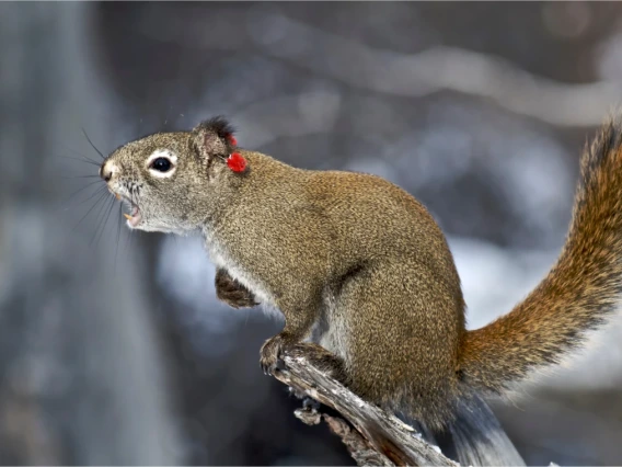 Yukon red