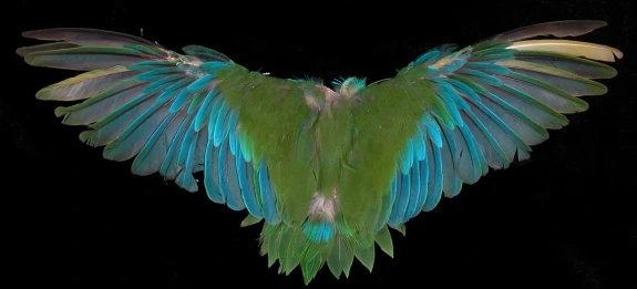 Bird feather wingspan from natural history collections