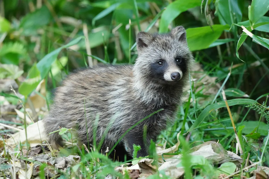 Raccoon dog