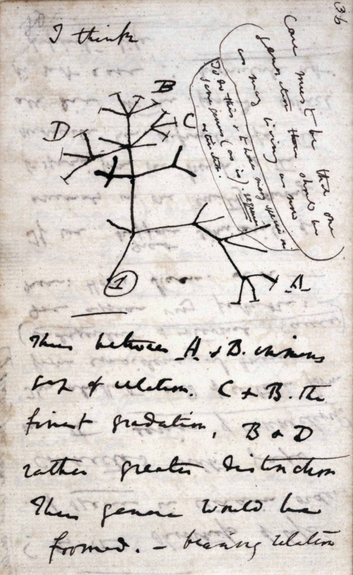 Darwin Tree