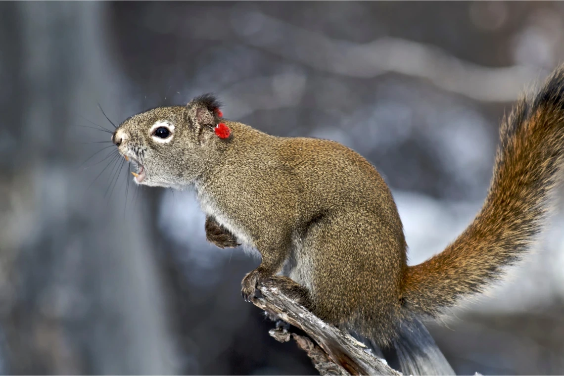 Yukon red
