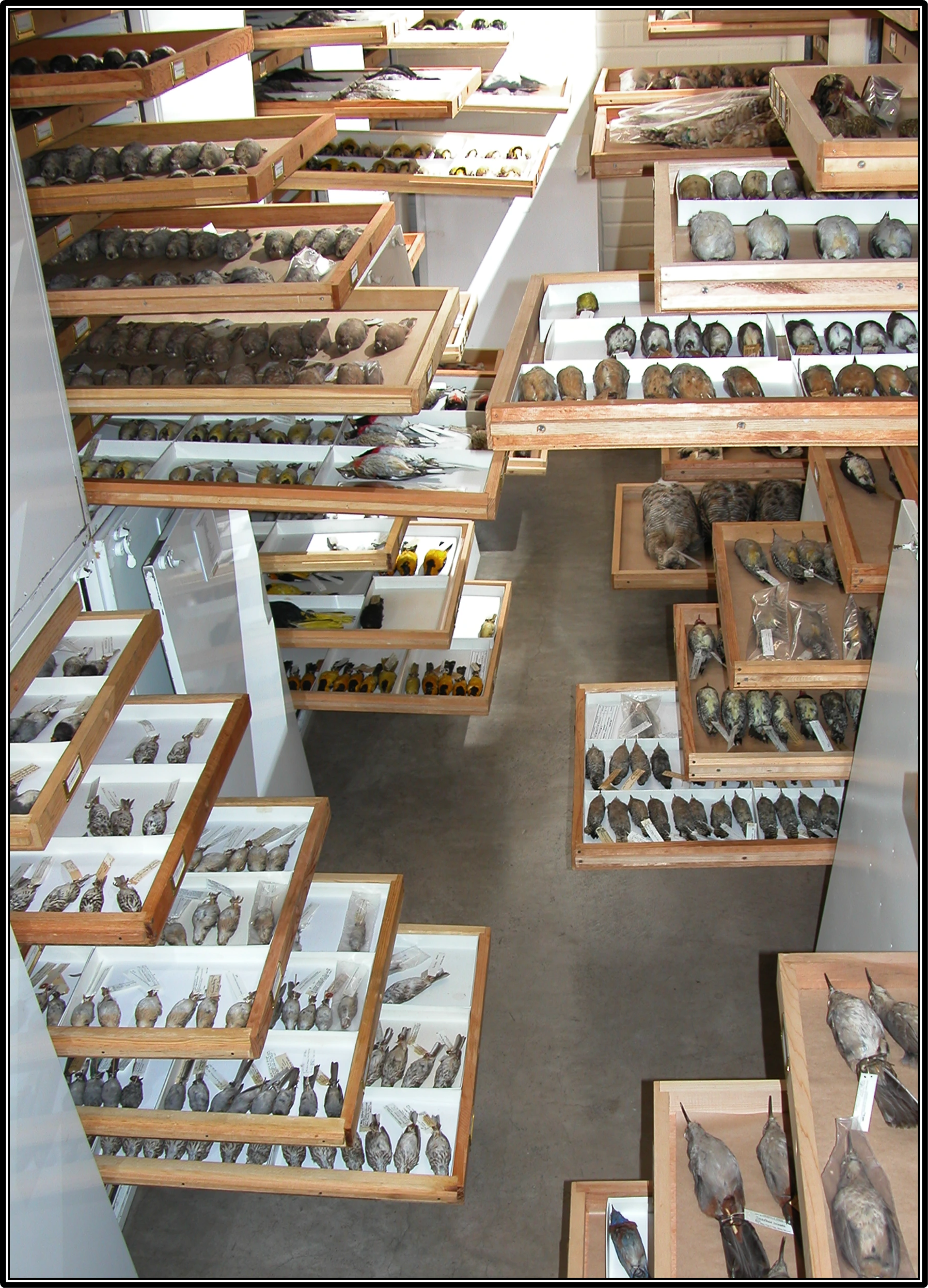Storage cabinets with preserved birds in drawers, all drawers pulled open