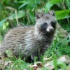 Raccoon dog