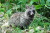 Raccoon dog